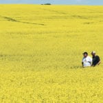 Agronomist Elston Solberg walks through a canola crop with farmer Trevor Vantland near Monarch, Alta., July 12. A recent prairie crop tour found that yields are expected to be lower than last year but not by much. | Barb Glen photo