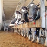 Organic milk producers must be in compliance with protocols and standards set by the Canadian Organic Regulation. | File photo