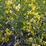 StatsCan’s first yield estimates are expected out in August and that will provide a clearer picture of the new crop. | File photo
