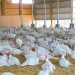 The turkey board requested the number of off-quota birds farmers could see off the farm be reduced to 100 from 300. File photo