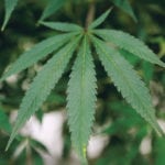 Canada’s agriculture ministers have agreed that marijuana is an agricultural crop, and growers will be able to apply for federal-only programs under the Canadian Agricultural Partnership. | REUTERS/Chris Wattie photo
