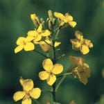 Producers collect petals and send them to the lab for quick results. | File photo