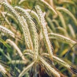 How to grow fall hybrid rye: It’s recommended that the KWS Bono variety, which is distributed by FP Genetics, is seeded between mid-August to mid-September over standing straw in a field with good drainage. It should be seeded at a rate of 18.5 plants per acre at a depth of three-quarters to one inch. Rows should be spaced seven to eight inches apart.Early fertilizer in the spring is recommended, though the hybrid variety requires 20 percent less nitrogen than similar wheat varieties. For harvest, straight cutting works best when using lower cylinder threshing speeds. Harvesting at slightly higher moisture levels can reduce harvest damage, though grain should be stored with moisture levels that are 13.5 percent or lower. | FPGenetics Photo