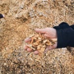 Instead of adding probiotics to cattle’s feed, producers will be able to turn the silage itself into a probiotic. | File photo