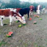 It took them awhile to catch on, but Michael Sweeney’s cattle are now eating the watermelons, rind and all. | Michael Sweeney photo