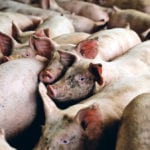 Chinese buyers may be turning to Canadian pork suppliers, but it’s unlikely that pork exporters are seeing a boom in sales because China increased its pork production in recent years. | REUTERS/Scott Morgan photo