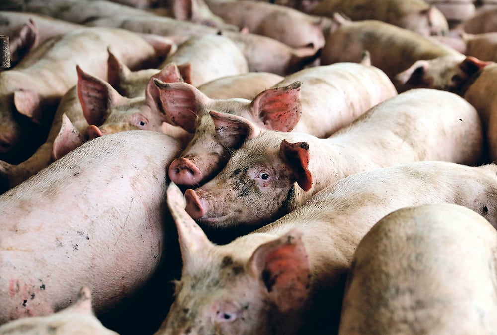 Chinese buyers may be turning to Canadian pork suppliers, but it’s unlikely that pork exporters are seeing a boom in sales because China increased its pork production in recent years.  |  REUTERS/Scott Morgan photo