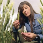 Patricia Tozatti, a Brazilian studying to earn a PhD in food science at the University of Saskatchewan, is focused on wheat and baking quality. | William DeKay photo