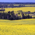 The Grain World crop tour, sponsored by FarmLink Marketing Solutions, sees an average canola yield of 41.9 bushels an acre in the Prairies. | Robin Booker photo