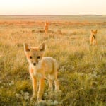 At least five swift foxes are now resident in southeastern Alberta, a species that was declared locally extinct within Canada in the 1930s. | Nature Conservancy of Canada photo