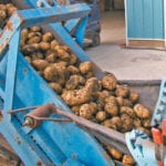 J.R. Simplot Co. has expressed interest in using GAANTRY gene-stacking technology to develop potatoes more resistant to late blight. | File photo