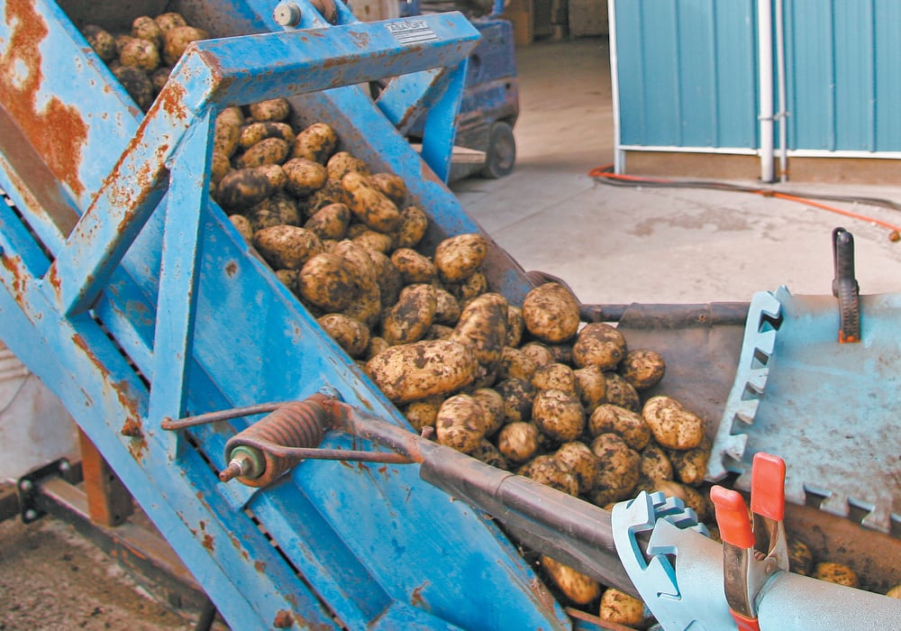 J.R. Simplot Co. has expressed interest in using GAANTRY gene-stacking technology to develop potatoes more resistant to late blight. | File photo