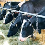 Researchers are focusing on genetic improvement of functional traits in dairy cattle, optimizing breeding scheme design under genomic selection and developing dairy selection indices. | File photo