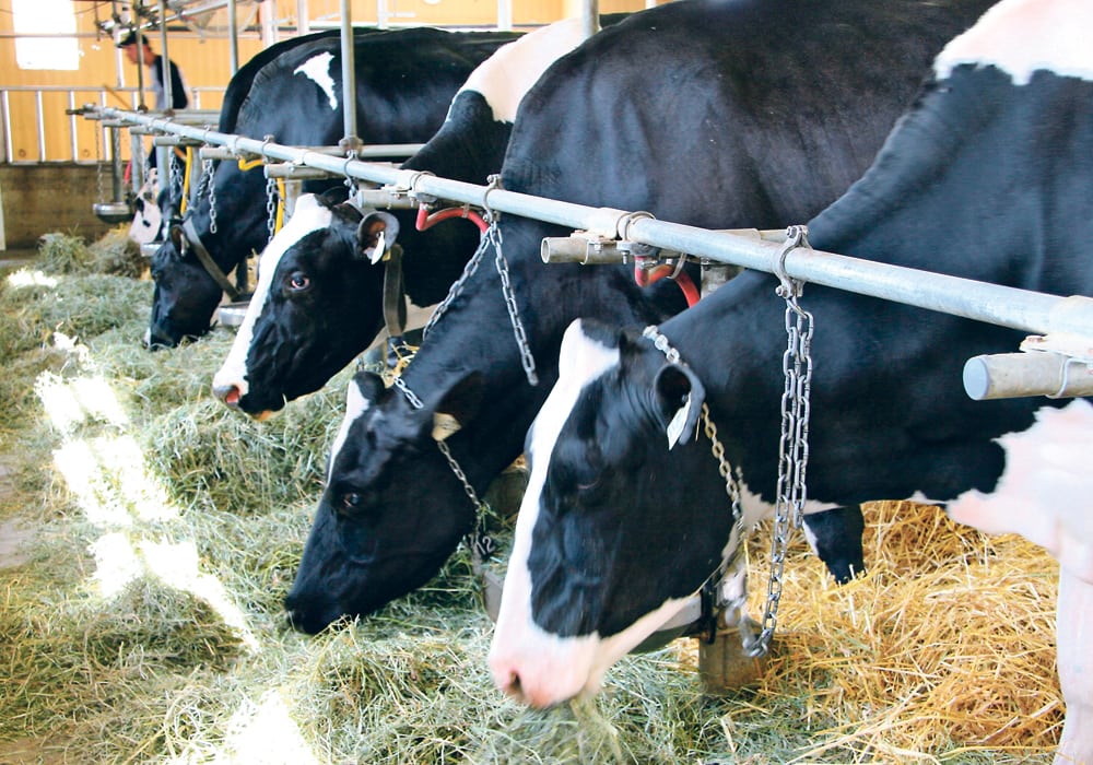 research speeds pace of dairy breeding The Western Producer