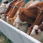 The Canadian Feedlot Animal Care program attempts to cover all aspects of life on a feedlot from transportation, facilities, environment, handling, feed management and identifying acts of abuse. | File photo