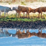 Cow-calf pairs need about 90 litres of water per day when it’s hot, so dugout or water source capacity has to be calculated accordingly. | Mickey Watkins photo
