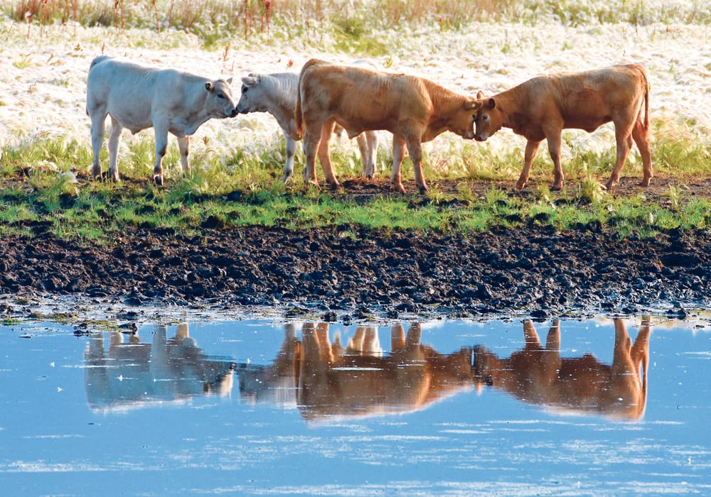 Cow-calf pairs need about 90 litres of water per day when it’s hot, so dugout or water source capacity has to be calculated accordingly.  |  Mickey Watkins photo