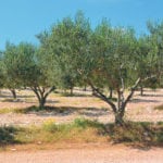 Olives grow on land on a Croatian farm cleared of land mines. Twenty-five percent of the mines that are cleared explode. | Chris McCullough photo