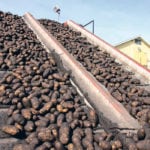 Potato yields are dropping in Prince Edward Island but increasing on the Prairies. | File photo