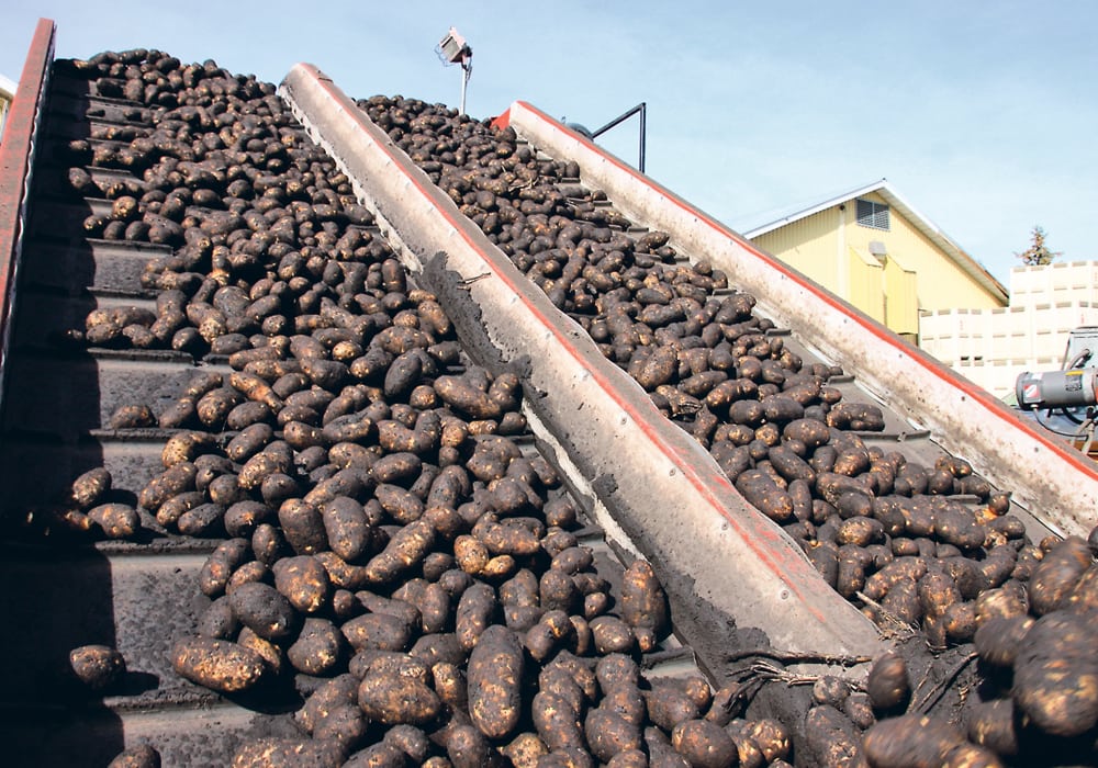Potato yields are dropping in Prince Edward Island but increasing on the Prairies.  |  File photo