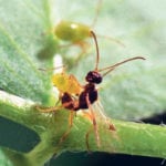 Researchers are attempting to determine if a parasitic wasp called peristenus can become a natural control for the pests. | Agriculture Canada/S. Bauer photo