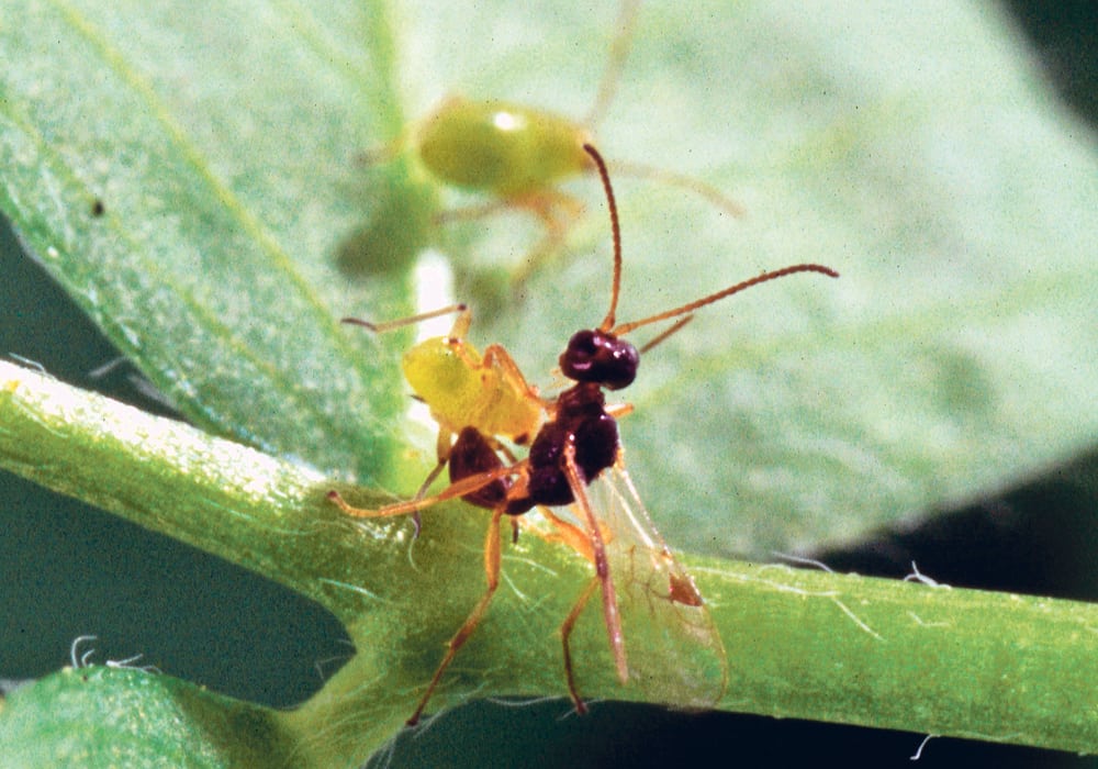 Researchers are attempting to determine if a parasitic wasp called peristenus can become a natural control for the pests.  |  Agriculture Canada/S. Bauer photo
