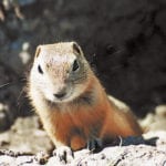 Health Canada proposes to end the use of strychnine to control ground squirrels and is seeking public input on the matter until Sept. 27. | File photo