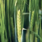 Alberta researchers are trying to find out what aspects of barley make beer flavourful so that they can develop better malting varieties. | Michael Raine photo