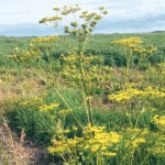 The wild parsnip plant produces a sap the reduces the skin’s defences against exposure to UV rays. People who come into contact with the plant might experience severe sunburn and blistering. | Brian Cross photo