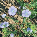 Under the new arrangement, market development and market access efforts for flax will be restricted to three key regions — China, the European Union and Japan. | Michael Raine photo