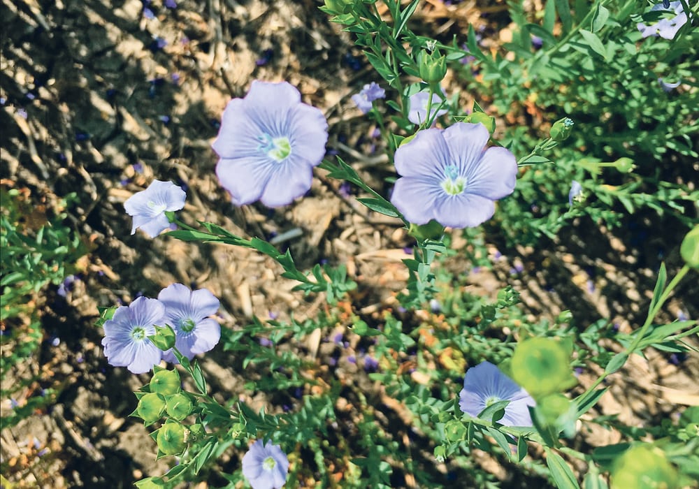 Under the new arrangement, market development and market access efforts for flax will be restricted to three key regions — China, the European Union and Japan.  |  Michael Raine photo