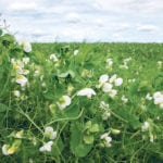 The carry-in for peas is predicted to increase for the third consecutive year to settle at 700,000 tonnes. | Randy Vanderveen photo