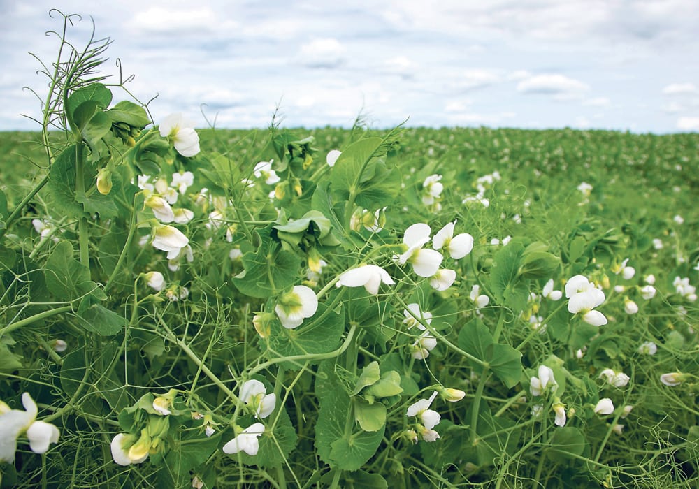 The carry-in for peas is predicted to increase for the third consecutive year to settle at 700,000 tonnes.  |  Randy Vanderveen photo