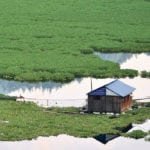 A fisherman’s cottage is seen surrounded by water hyacinths near fish farms at a reservoir in China’s Jinping county. Chinese aquaculture experts and swine nutritionists were recently invited to Canada to share research and information on the benefits of canola meal in livestock and fish rations. | Reuters photo