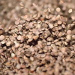 Lentil exports to Turkey appear to be making a comeback in 2018 with 108,443 tonnes shipped through the first five months of the year. | File photo