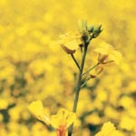 Hot, dry conditions are knocking back canola yield estimates on the Prairies, which are likely to boost prices. | Robin Booker photo