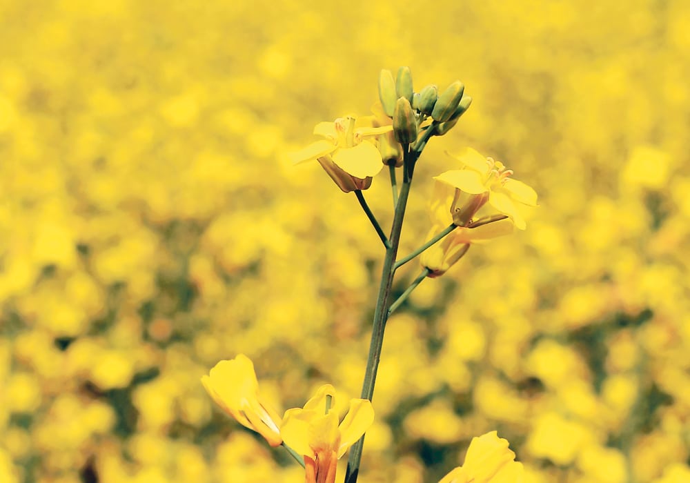 Hot, dry conditions are knocking back canola yield estimates on the Prairies, which are likely to boost prices.  |  Robin Booker photo