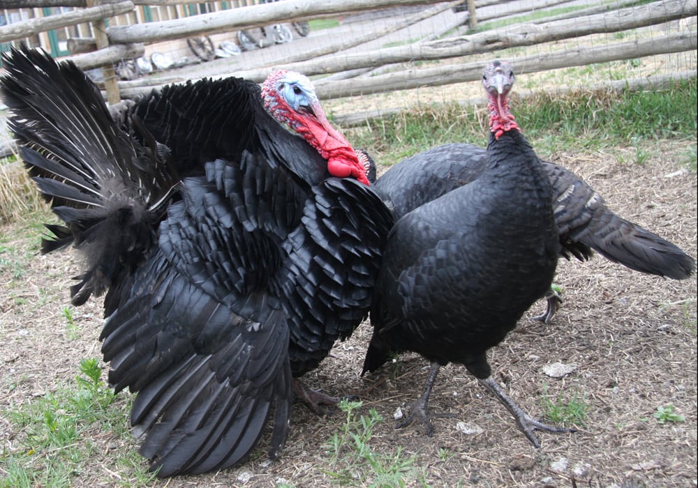 The group that regulates Alberta’s crop and livestock commissions has rejected a proposal from the Alberta Turkey Producers to reduce the number of birds that some farmers are allowed to raise. | File photo
