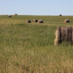 Hay yields in Manitoba have been reported as being lower than normal, with some coming at 75 percent or even 50 percent of normal. There have also been concerns in some parts of the province that producers won't be able to get a second cut of hay. | File photo