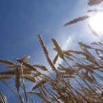 Dry conditions across Manitoba are causing crops to advance quickly, according to the weekly crop report from Manitoba Agriculture, released on Aug. 13. | File photo