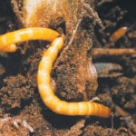 Neonics are the only insecticide family available for wireworm control in wheat. | PMRA photo