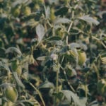 Most of Saskatchewan's chickpeas are located in the southern portion of the province, where dryness has been an issue for much of the summer. | File photo
