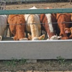 A federal beef packing plant in British Columbia is seen as an opportunity to expand the province’s feeding industry. | File photo