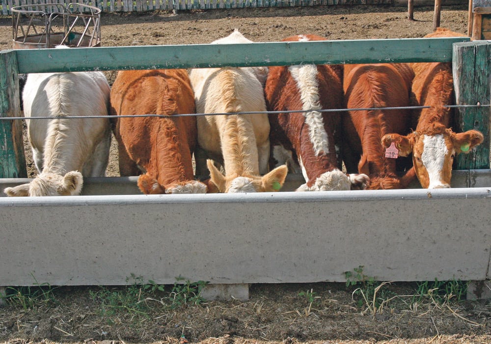 A federal beef packing plant in British Columbia is seen as an opportunity to expand the province’s feeding industry.  |  File photo