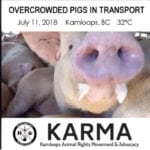 The Canadian Food Inspection Agency is reviewing a video posted online of pigs in apparent distress while being transported.
| Facebook/Kamloops Animal Rights Movement & Advocacy photo