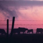 Most of the top 10 chicken, pork and beef producing countries have developed a national action plan on antibiotic use, but responses show most of the work is done in the human health sector. | Michael Raine photo