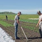 Mike Kozlowski and Mackenzie Bouteiller, foreground, work on weed control in the garden. The weekly work schedule once harvest begins in late June andearly July is weeding on Mondays and Fridays and harvesting on Tuesdays, Wednesdays and Thursdays. | Maria Johnson photo
