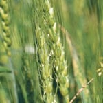 Wheat crops are suffering in northern Europe, Australia and Canada. | File photo