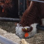 Possible feed barley shortages aren't the only thing on people's minds as reports from across the Prairies are pointing to hay shortages and pastures that are shriveled up. | File photo