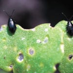 The phasing out of neonicotinoid seed treatments in Canada may cause problems for the country's canola growers when dealing with flea beetles, but alternatives pesticides could fill the gap. | Canola Council of Canada photo